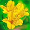 Beautiful Yellow Alstroemeria Diamond Painting