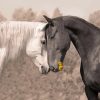 Two Horses In Love Diamond Painting