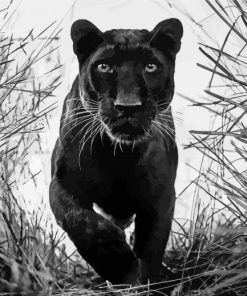 Black And White Panther Diamond Painting