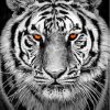 Black And White Tiger Diamond Painting