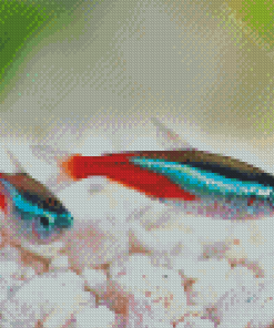 Cardinal Tertras Fish Diamond Painting