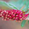 Fuchsia Grevillea Diamond Painting