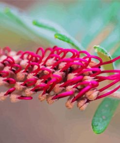 Fuchsia Grevillea Diamond Painting