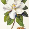 Magnolia White Flower Diamond Painting