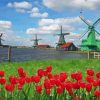 Red Tulips Zaanse Schans Diamond Painting