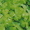 Shamrocks Green Leaves Diamond Painting