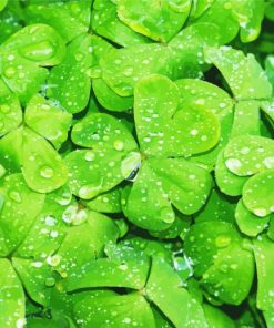 Shamrocks Green Leaves Diamond Painting