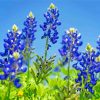 Texas Bluebonnets Diamond Painting