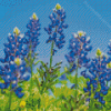 Texas Bluebonnets Diamond Painting