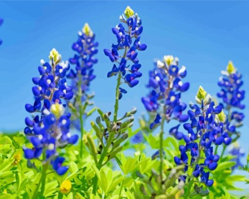 Texas Bluebonnets Diamond Painting