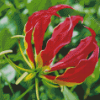 The Gloriosa Lily Plant Diamond Painting