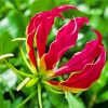 The Gloriosa Lily Plant Diamond Painting