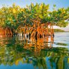 Mangrove Trees Diamond Painting