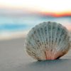 Sea Shell On Beach Diamond Painting