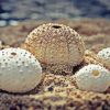 White Sea Urcins Shell Diamond Painting