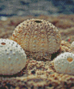 White Sea Urcins Shell Diamond Painting