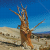 Bristlecone Pine Death Valley Diamond Painting