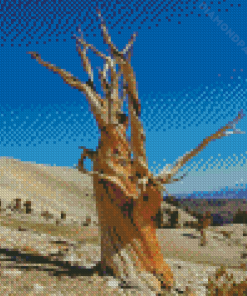 Bristlecone Pine Death Valley Diamond Painting