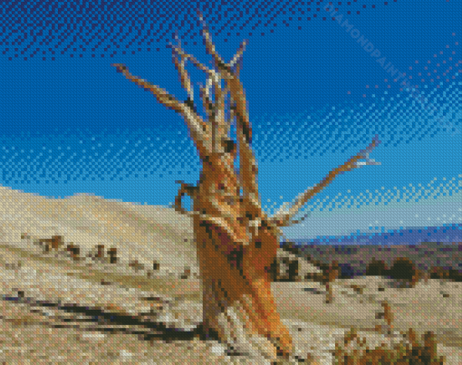 Bristlecone Pine Death Valley Diamond Painting