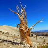 Bristlecone Pine Death Valley Diamond Painting