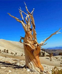 Bristlecone Pine Death Valley Diamond Painting