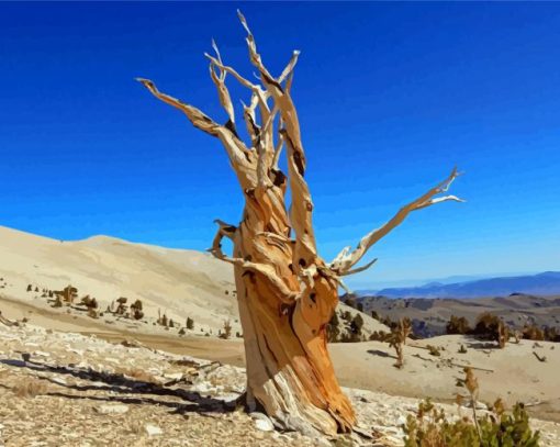 Bristlecone Pine Death Valley Diamond Painting