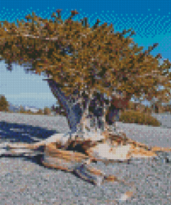 Bristlecone Pine National Park Diamond Painting