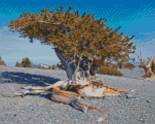 Bristlecone Pine National Park Diamond Painting