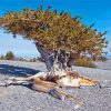 Bristlecone Pine National Park Diamond Painting