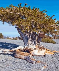 Bristlecone Pine National Park Diamond Painting