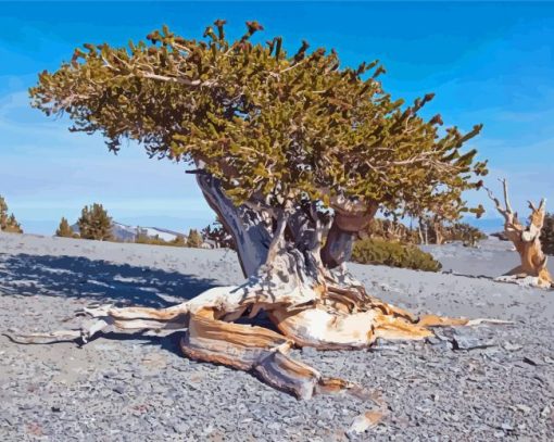 Bristlecone Pine National Park Diamond Painting