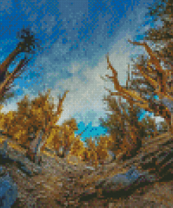 Bristlecone Pine Trees Diamond Painting