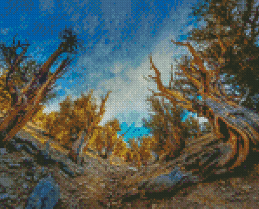 Bristlecone Pine Trees Diamond Painting