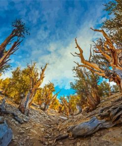 Bristlecone Pine Trees Diamond Painting