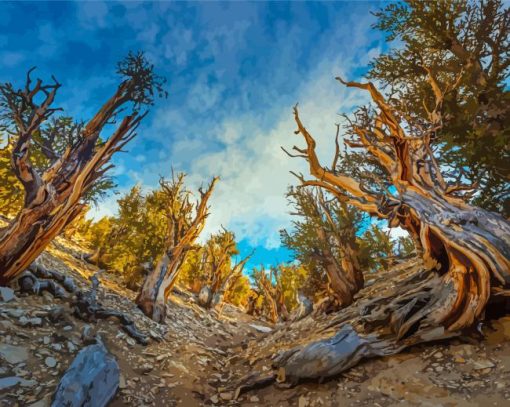 Bristlecone Pine Trees Diamond Painting