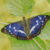 Cool Great Purple Emperor Diamond Painting