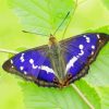 Cool Great Purple Emperor Diamond Painting