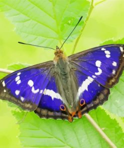 Cool Great Purple Emperor Diamond Painting