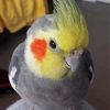 Cute Cockatiel Bird Diamond Painting