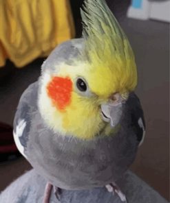 Cute Cockatiel Bird Diamond Painting