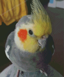 Cute Cockatiel Bird Diamond Painting