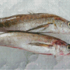 Frozen Hake Fishes Diamond Painting