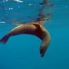 Galapagos Sea Lion Animal Diamond Painting