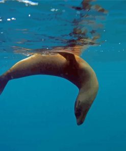 Galapagos Sea Lion Animal Diamond Painting