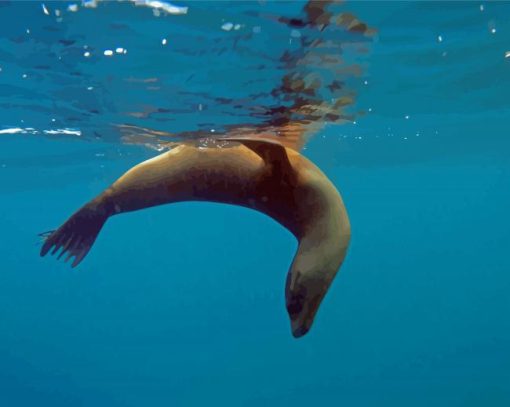 Galapagos Sea Lion Animal Diamond Painting