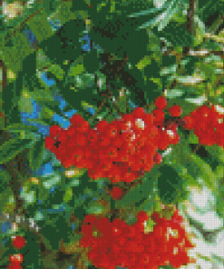 Rowan Berry Food Diamond Painting