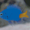 Yellow Tail Blue Damselfish Diamond Painting