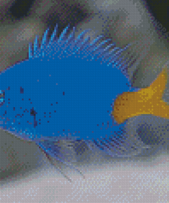 Yellow Tail Blue Damselfish Diamond Painting