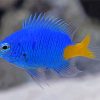 Yellow Tail Blue Damselfish Diamond Painting