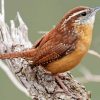 Cute Carolina Wren Diamond Painting